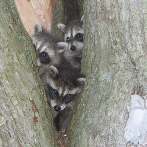 Meet your Posher, Bob